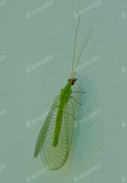 Preview: Closeup of a green lace wing insect called a Ceraeochrysa.