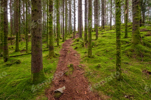 Preview: Hiking Trail In a Spruce Forest