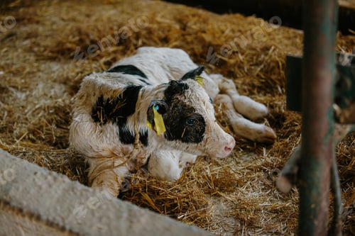 Preview: A cute newborn calf lies in the straw.