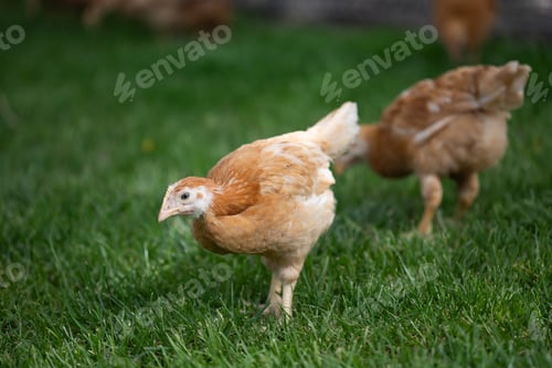 Preview: Hens grazing on grass in a free range organic farm
