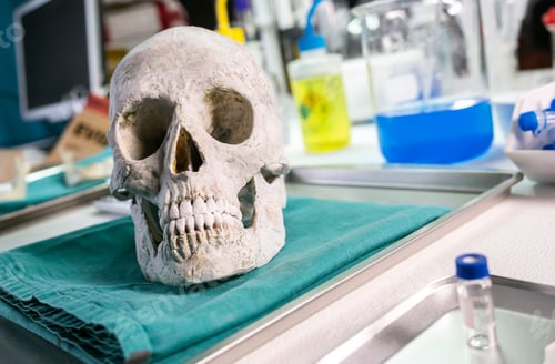 Preview: Detail of adult skull in a crime lab, concept image