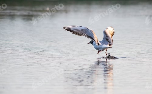 Preview: seagull on a lake at sunset