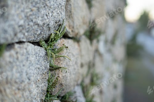 Preview: Selective focus of tiny green ferns growing out of a gray stone wall crack
