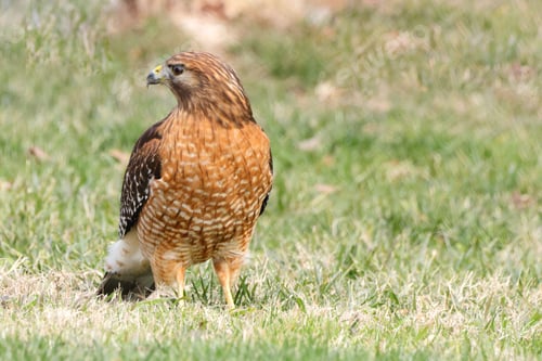 Preview: Red-shouldered hawk on grass