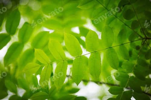 green leaves with
