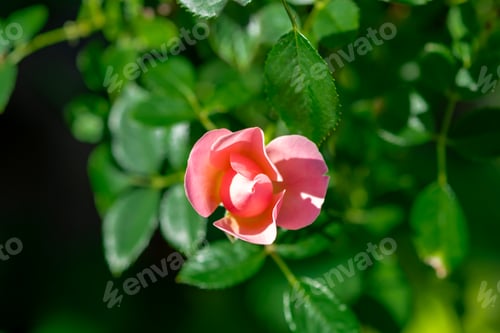 Preview: Top view at blooming pink rose macro close up. Pink rose head blooming. Selective focus, soft bokeh