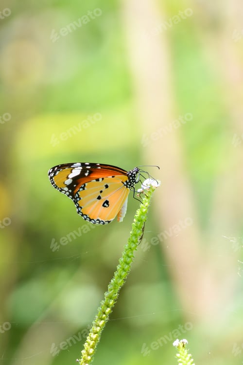 Preview: Beautiful African monarch (Danaus Chrysippus) sipping nectar from a small flower.