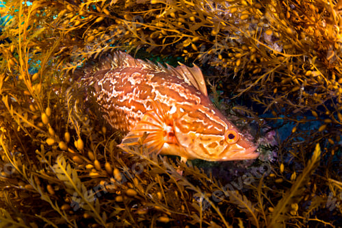 Preview: Kelpfish