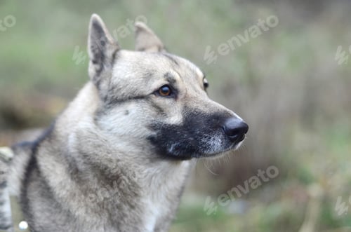 Preview: Portrait of a dog breed West Siberian Laika with green field background in evening