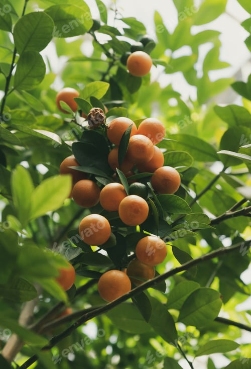 Preview: Mandarines In The Garden