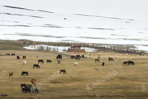 Preview: horses in the mountains