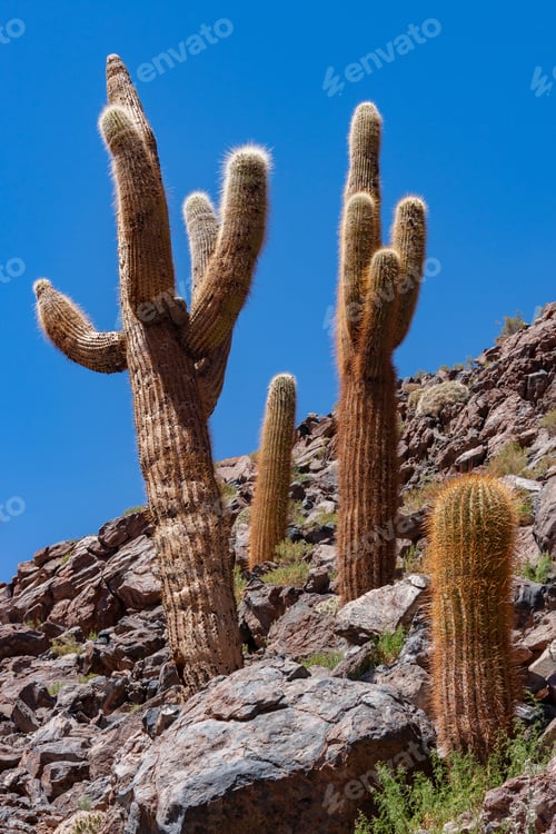 Preview: Candelabra Cactus in the Atacama Desert - Chile