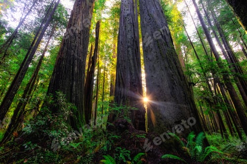 Preview: Sunlight Between The Giants, Redwoods National & State Parks, California