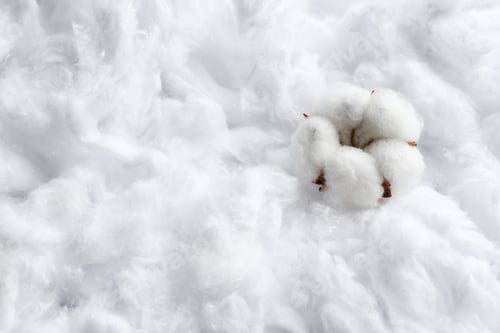 Preview: Fluffy flower and space for text on cotton, view from above