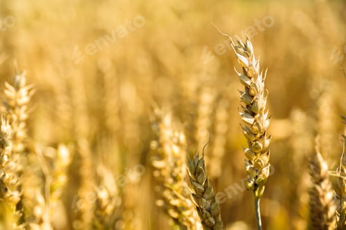 Preview: Wheat spikes on golden field