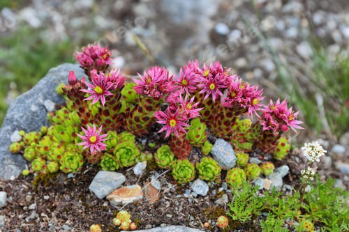 Preview: Alpine wild flower Thymus praecox, known as mother of thyme