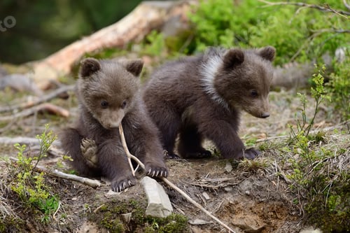 Preview: Young brown bear in the forest