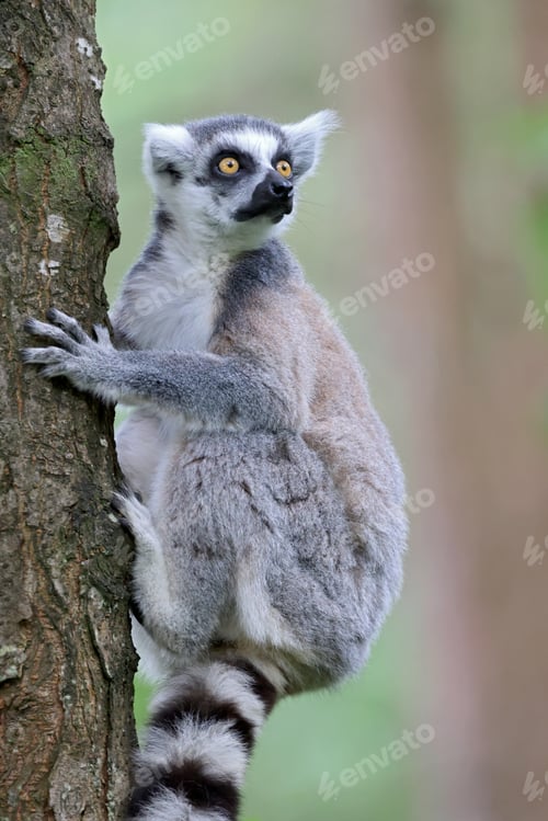 Preview: Ring-Tailed Lemur on tree in natural habirat