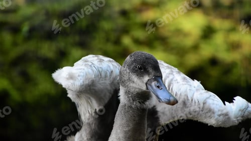 Preview: Grey and white coscoroba swan in a grassy area surrounded by lush green bushes and trees