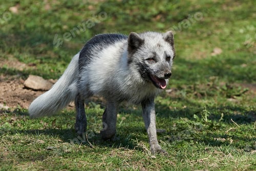 Preview: Arctic fox (Vulpes lagopus)