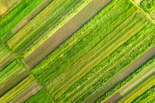 Preview: Aerial view of green agricultural fields in spring with fresh vegetation