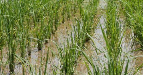 Preview: Paddy rice field at summer