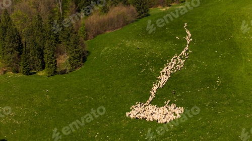 Preview: Traditional sheep pasture on meadow in Pieniny Mountains in Poland. Aerial drone view