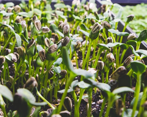 Preview: Growing and gardening, micro green sunflower seeds closeup and shedding their shells