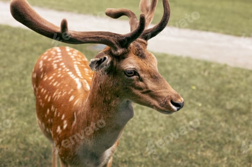 Preview: Head close-up of a fallow deer against green background