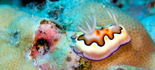 Preview: Sea Slug, Bunaken National Marine Park, Indonesia