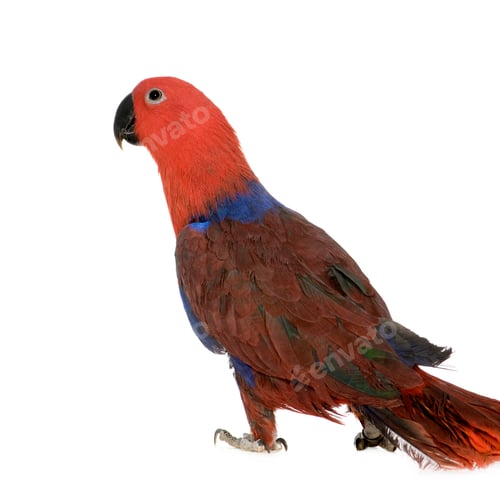 Preview: Eclectus Parrot - Eclectus roratus (1 years)