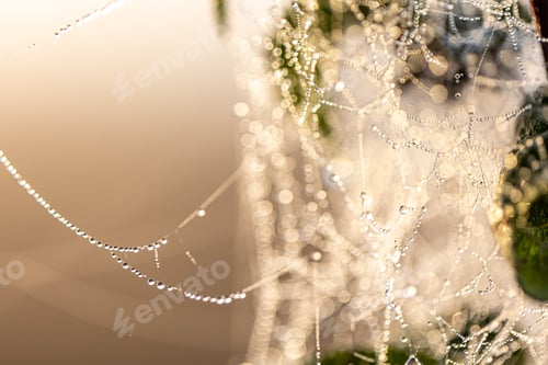 Preview: Macro shot of a drop of morning dew on a spider web.