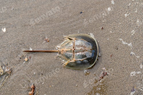 Preview: Horseshoe crabs die on sandy beaches