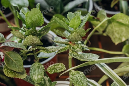 Preview: Kalanchoe pinnata macro leaves for concepts of herbal medicine and succulent structure