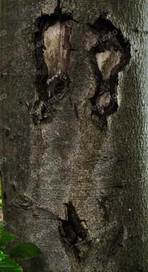 Preview: detail of a scary face on a trunk of a tree
