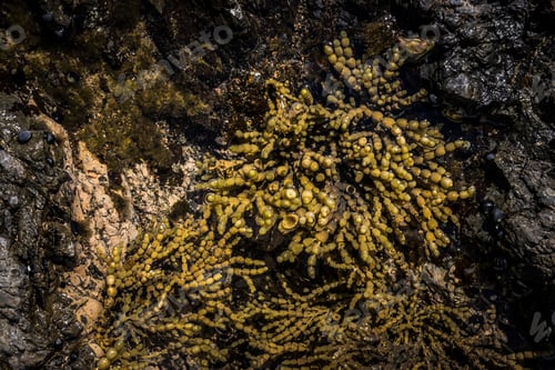 Preview: Seaweed on rocks detail, Russell, Bay of Islands, Northland Region, North Island, New Zealand