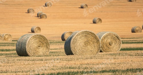 Preview: Golden Hay Bales in Scenic Alberta Farm Field Landscape