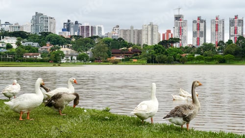 Visualização: Gansos nas margens do lago