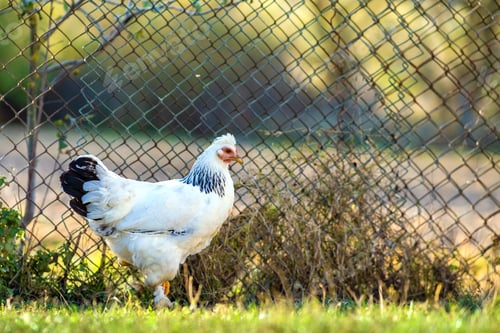 Preview: Hens feed on traditional rural barnyard. Detail of a hen head. Close up of chicken standing on barn