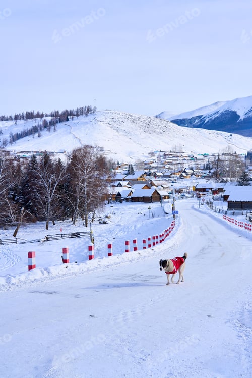Preview: Dog in red coat on snowy road in winter village.