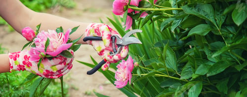 Preview: gardener pruning flowers peonies pruners. selective focus.