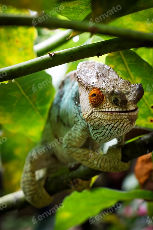 Preview: Chameleon perched on branch surrounded by lush greenery in Madagascar during daylight hours