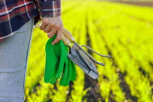 Preview: hands holding gardening tools against the background of a green wheat field