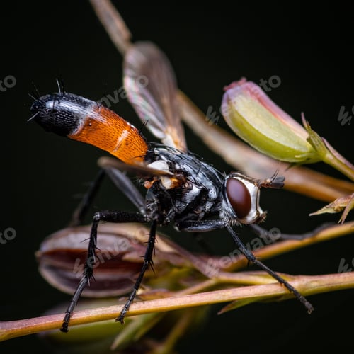 Preview: Macro shot of Cylindromyia brassicaria, a species of fly in the family Tachinidae.