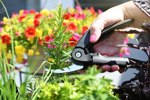 Preview: Cutting rosemary plant in an herb garden