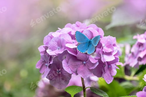 Preview: Close-up of an Adonis blue butterfly on a purple hydrangea in the garden.