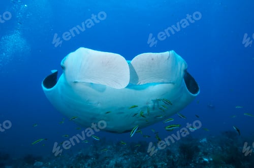 Preview: A gentle giant of the deep blue Manta ray soaring underwater