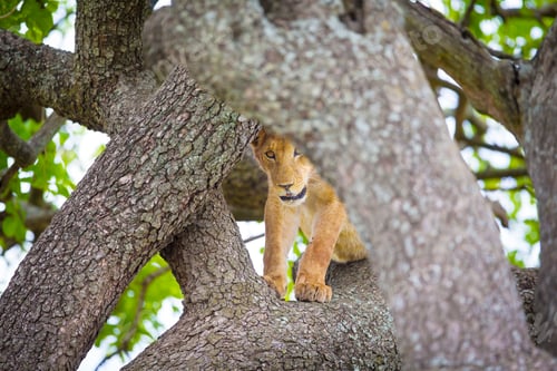 Preview: Cute young lion cub plays in tree