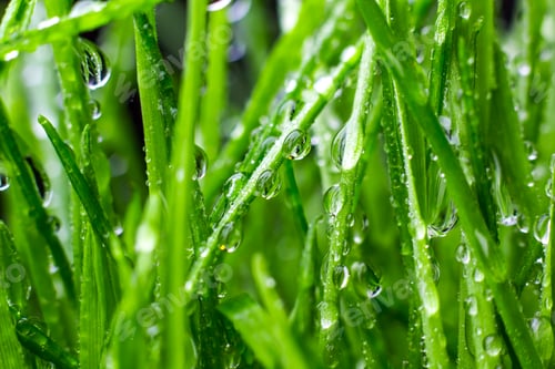 Preview: green grass