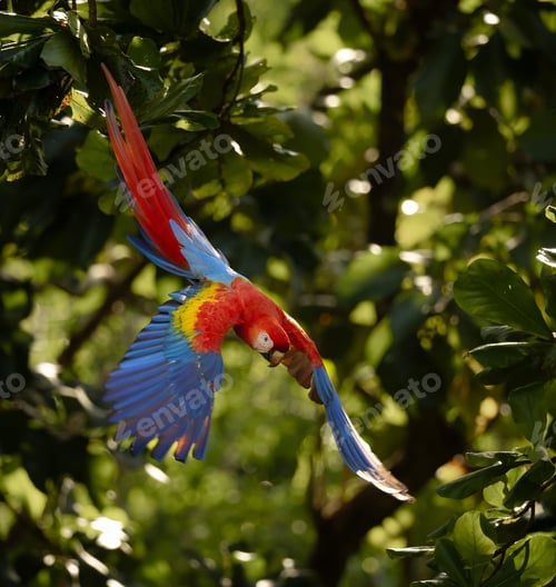 Preview: A Scarlet Macaw in Costa Rica